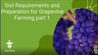 Soil Requirements and Preparation for Grapevine Farming part 1
