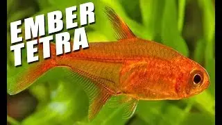 Species Spotlight | Ember Tetra