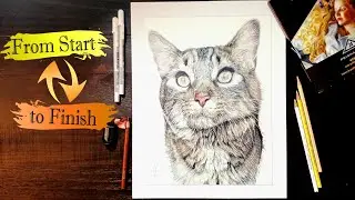 Hyper-Realistic Cat Drawn in Prismacolor Colored Pencils | From Start to Finish