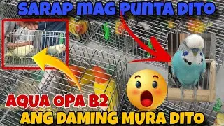 SARAP MAG PUNTA DITO ANG DAMING MURANG LOVEBIRDS #africanlovebird #lovebird #birds