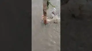 #fishing odisha fishing video #fish #viral