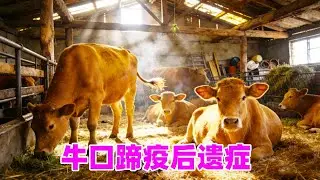 牛口蹄疫后遗症有多严重？修牛蹄时一称，大小牛相差 200 多斤