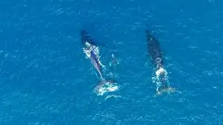 Maui Humpback Whales: Baby, Mom and Escort