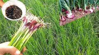 How to grow onions from seed | Onion seeds planting | onion nursery preparation