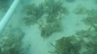 Quadrat survey. #monitoring #underwater #seagrass #seaweeds