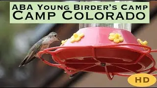 2019 Camp Colorado American Birding Association
