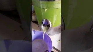 Squeezing🥒🥒juice #bilimbi #pickles #picklerecipe #shortsfeed #youtubeshorts #fypシ #ytshorts #africa