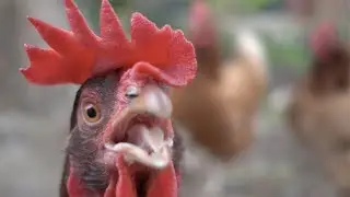 How to Build a Chicken Garden — Plant One On Me — Ep 069