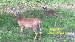 Deer Triplets - Lance Wheeler