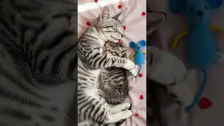 MOTHER Cat Comforts Kitten Having a Bad Dream Soothing Moments #Cats #Kittens #PetCare