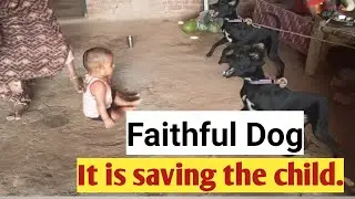 faithful dog,faithful dogs,faithfuldog,faithful dog story,pitbull dogs,loyal dog,giant dogs,
