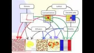 Morpheus: modeling environment for multicellular systems biology