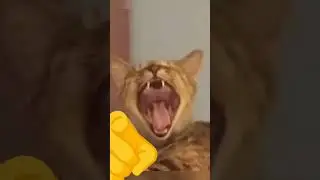 otis laughs at you