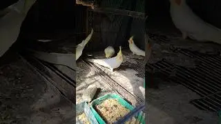 Cute little babies🐣 #cockatiel #birds #charmingbirds #shortsfeed