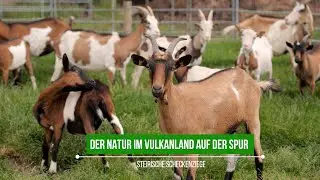 Der Natur auf der Spur | Steirische Scheckenziege | vulkantv