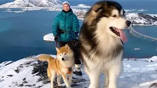 World's Biggest Husky  #Huskydogs #dogs