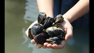 The Life Cycle of Asian Clam | Modern Cultivation and Production of Clams