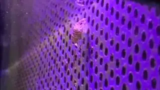 Bumblebee shrimp