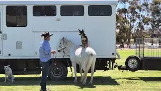 Rosie & Kiwi the sheep dogs star in Outback Jack's Stockman Show at Pinnaroo Show & Field Day, #3