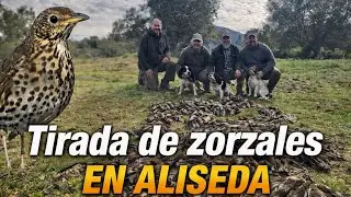 Tirada de zorzales en Aliseda con Carlos Zahínos 