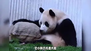 最近的福猪猪可以说是开了外挂，整活完全没有上线 福猪猪的双脚站立挥舞小拳头的动作 居然对着桶妃丰荣直接就是一顿暴揍#来这吸熊猫 #来这吸熊猫 #大熊猫 #福宝天崩开局 #萌宠出道