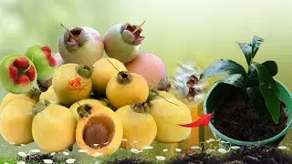 Rose  Apple Seed Germination 100% Successfull #গোলাপ জামের উপকারিতা কি #অপ্রচলিত ফল #বিলুপ্তপ্রায় ফল
