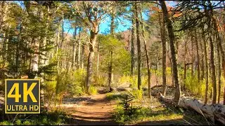 Nature Walk Dreamy Forest Walk with Waterfall 4K (With Ambient Nature Sounds And Music)
