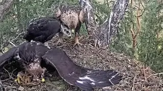 Kaljukotkas2~After 48 hours absence First prey by Dad  & Mom~11:08 am 2024/07/04