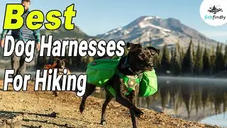 Best Dog Harnesses For Hiking In 2020 &ndash; Enjoy Your Hiking!