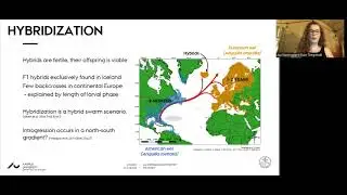 Evolution 2023: Genomic footprints of hybridization in North Atlantic eels - Aja Tengstedt