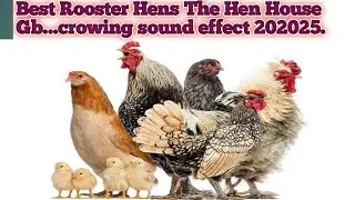 Rooster Crowing Compilation Plus - Rooster crowing sounds.#bestchickenbreed