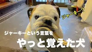 ジャーキーか、靴か…苦渋の選択　真剣に悩むまめ