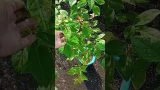 Epsom Salt spray করলে গাছে কি হয়? Use Epsom Salt spray for healthy plants 🌸 #shorts #gardening