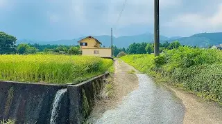 4K Japan Walk - walk in Fujinomiya rice field and village side #japan #asmr #relaxing 