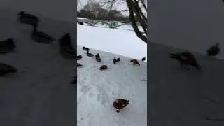 Москва   Царицыно