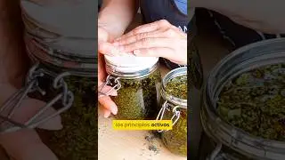 COMO HACER ACEITE DE OR&Eacute;GANO (((  EN CASA )))     #oregano #aceitedeoregano #organika #organikamove