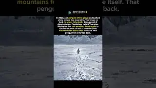 Why One Penguin Walked Away Forever #shorts