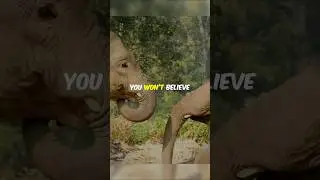 5 AMAZING FACTS ABOUT ELEPHANT 🐘!!