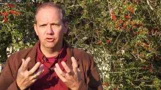 Insects & Bugs : What Do Fruit Flies Look Like?