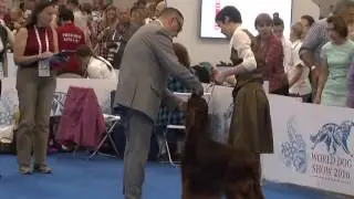 World Dog Show 2016. Irish red setter. Best veteran