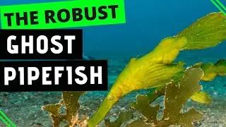 The Robust Ghost Pipefish! My Coolest Find of the Day in Dauin