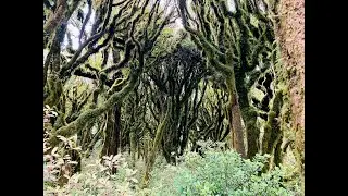 Pirongia Traverse tramp, New Zealand