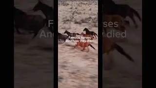 Famous horses and how they die💔 #horse #equestrian #ilovemyhorse #equestriansports #death #goodbye￼