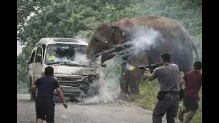 Wild Elephant Smashes Van Glass — Brave Locals Use Fire to Save the Vehicle 🔥🐘