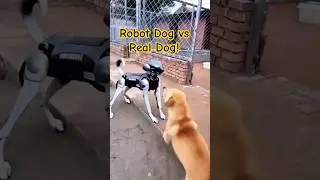 जब असली कुत्ते से भिड़ा रोबोट डॉग! 🤯🐕&zwj;🦺🤖 | Battle Begins! | #shorts #shortsfeed