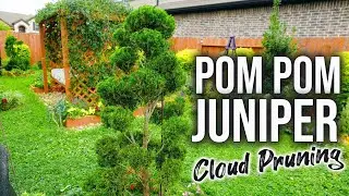 Cloud Pruning Hollywood Pompom Juniper: End of Spring Cleanup!