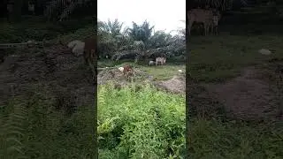 anak sapi bareng induknya #sapijumbo #vidiosapi #sapimoo #suarasapi