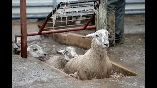 Dipping of Goats - Treatment of External Parasites - Livestock Production -003