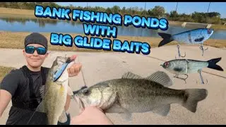 Bank Fishing Ponds With Big Glide Baits (BIG FISH COUGHT)
