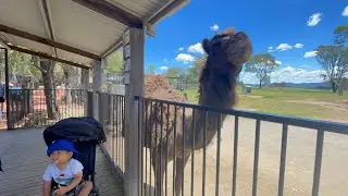 HUNTER VALLEY ZOO TOUR | NSW AUSTRALIA